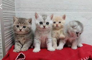 Pisicuțe scottish(mama scottish fold,tata american scottish)