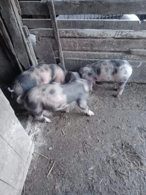 Purcei tare frumoșii  - imagine 3