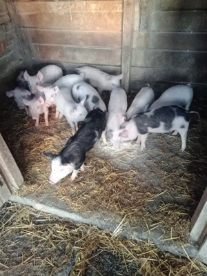 Purcei tare frumoșii  - imagine 2