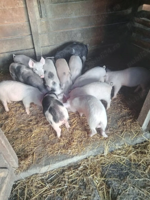 Purcei tare frumoșii 