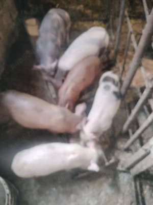 purcei vietnamezi vânzare  - imagine 2