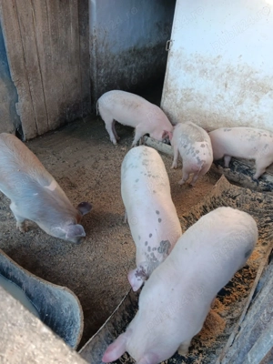Porci de vanzare 45-50 kg - imagine 2