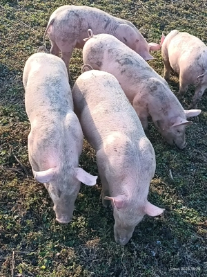 Grăsuni  - imagine 3