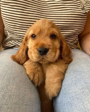 Coker spaniel  - imagine 2