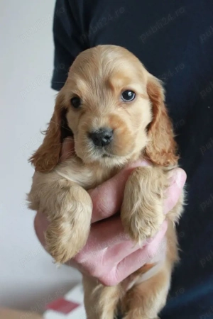 Cocker spaniel