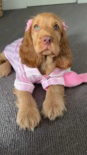 Coker spaniel puiuti  - imagine 3