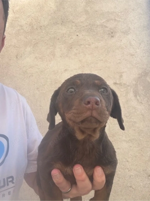 Teckel mascul cioco cu ochi verzi - imagine 5