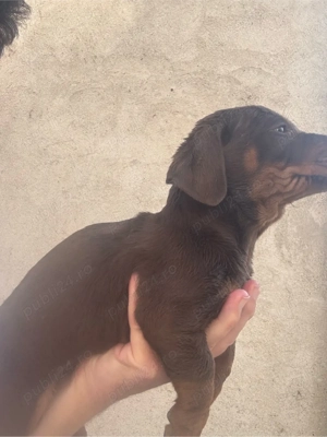 Teckel mascul cioco cu ochi verzi - imagine 3