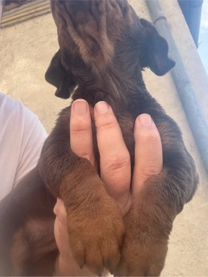 Teckel mascul cioco cu ochi verzi - imagine 2