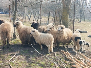 Vand 9 oi cu 10 miei Arges!  - imagine 2