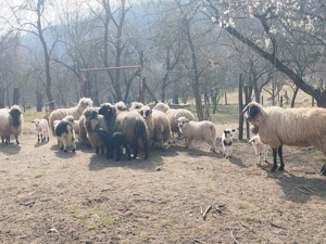 Vand 10 oi cu 10 miei Arges! 