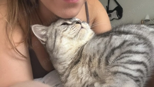 British shorthair  - imagine 2