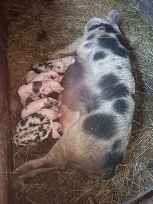 Vând scroafa cu purcei  - imagine 4