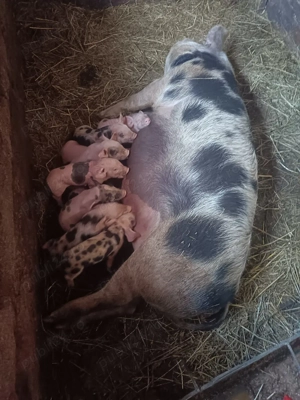 Vând scroafa cu purcei  - imagine 2