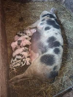 Vând scroafa cu purcei 