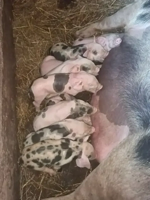 Vând scroafa cu purcei  - imagine 3