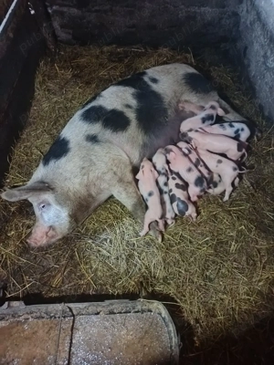 Vând scroafa cu purcei  - imagine 5