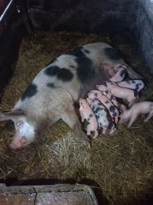 Vând scroafa cu purcei  - imagine 4