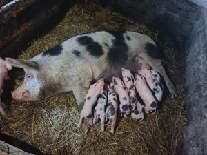 Vând scroafa cu purcei 