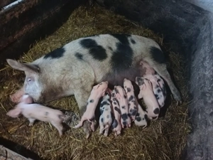 Vând scroafa cu purcei  - imagine 2