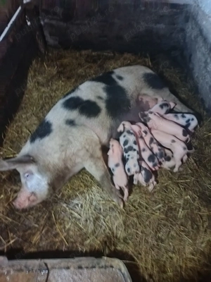 Vând scroafa cu purcei  - imagine 3