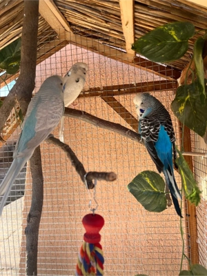 Vand perusi - imagine 4