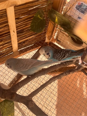 Vand perusi - imagine 2