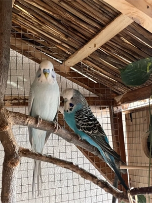 Vand perusi - imagine 5