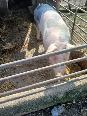 Porci de vânzare  - imagine 4