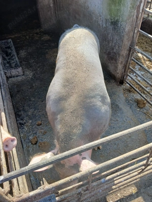 Porci de vânzare  - imagine 2