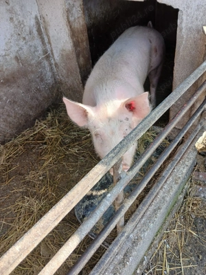 Porci de vânzare  - imagine 3