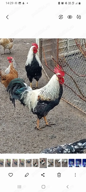 vind un cocoș italian argintiu 