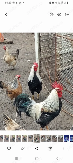 vind un cocoș italian argintiu  - imagine 2