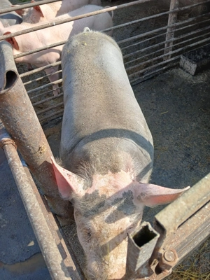 Porci de vânzare  - imagine 5