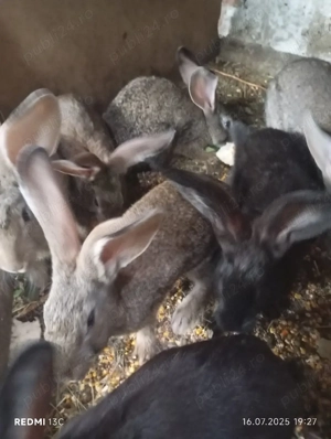 iepuri diferite rase  - imagine 4