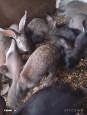 iepuri diferite rase  - imagine 2