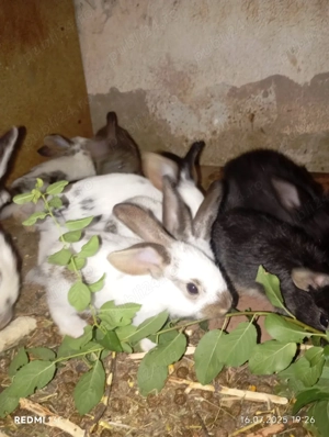 iepuri diferite rase  - imagine 5