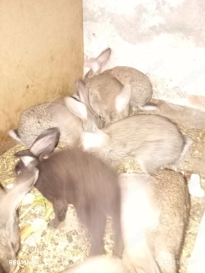 iepuri diferite rase  - imagine 3