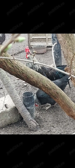 vînd găini italiană cenușie  - imagine 5