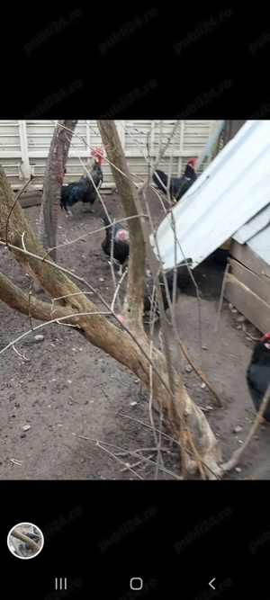 vînd găini italiană cenușie  - imagine 4