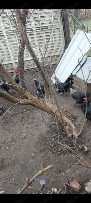 vînd găini italiană cenușie  - imagine 3