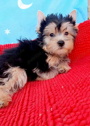 Yorkshire terrier Băiat 3 luni 