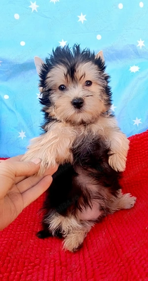 Yorkshire terrier Băiat 3 luni  - imagine 2