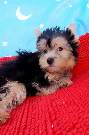 Yorkshire terrier Băiat 3 luni  - imagine 4
