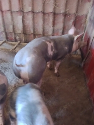 porci tineri pt paste