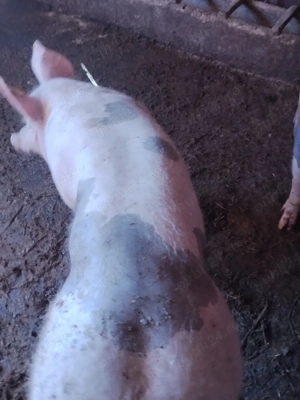 porci tineri pt paste - imagine 2