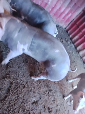 porci tineri pt paste - imagine 3