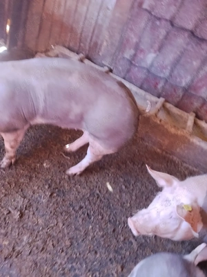 porci tineri pt paste - imagine 4