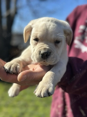 Pui Cane Corso   8 săptămâni - imagine 3