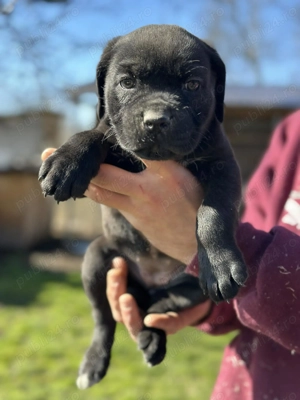 Pui Cane Corso   8 săptămâni - imagine 5